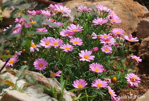 Materiales Creativos 2 Botones De Flor De La Margarita Grande 3cgroup Global