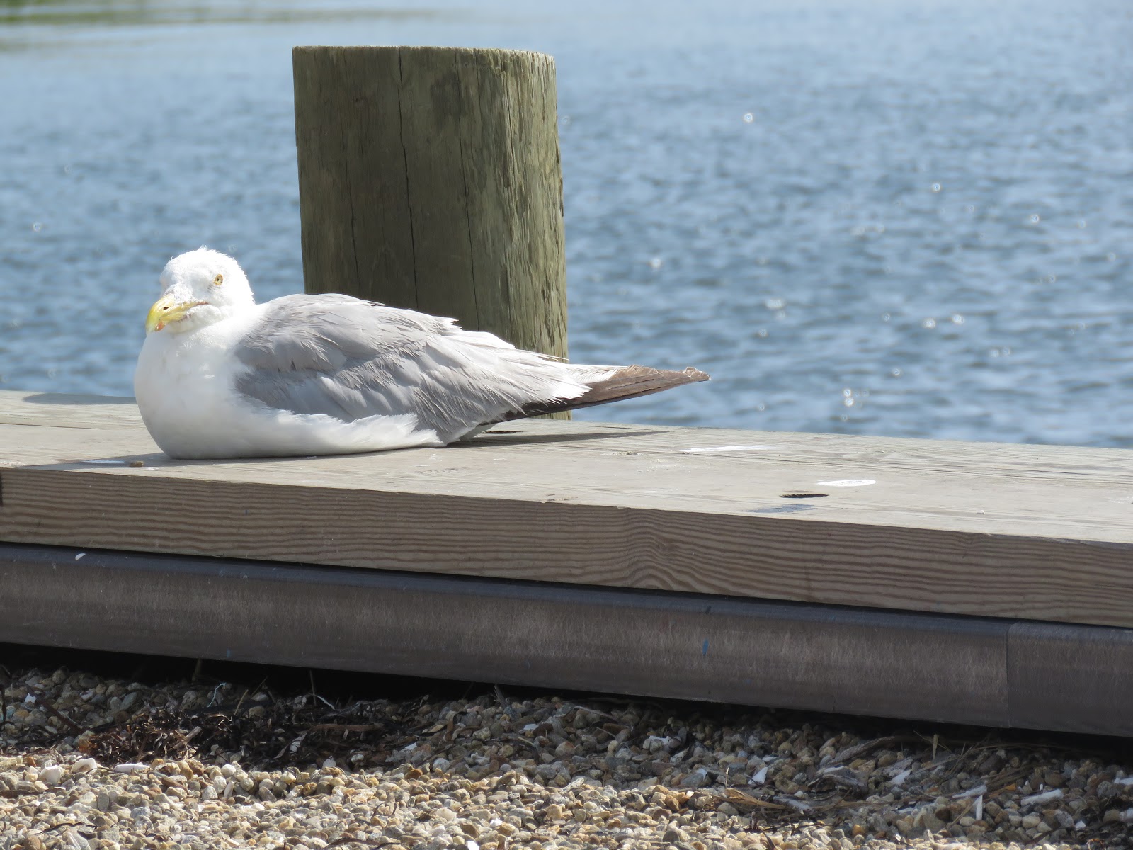 Bird & Travel Photos, Birding Sites, Bird Information BREEDING HERRING