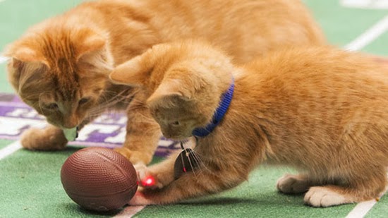 http://3.bp.blogspot.com/-yp3qRzTaMws/UvDM_RvDmTI/AAAAAAAAMgA/Zgp_l1jmYwc/s1600/Kitten+Bowl.jpg