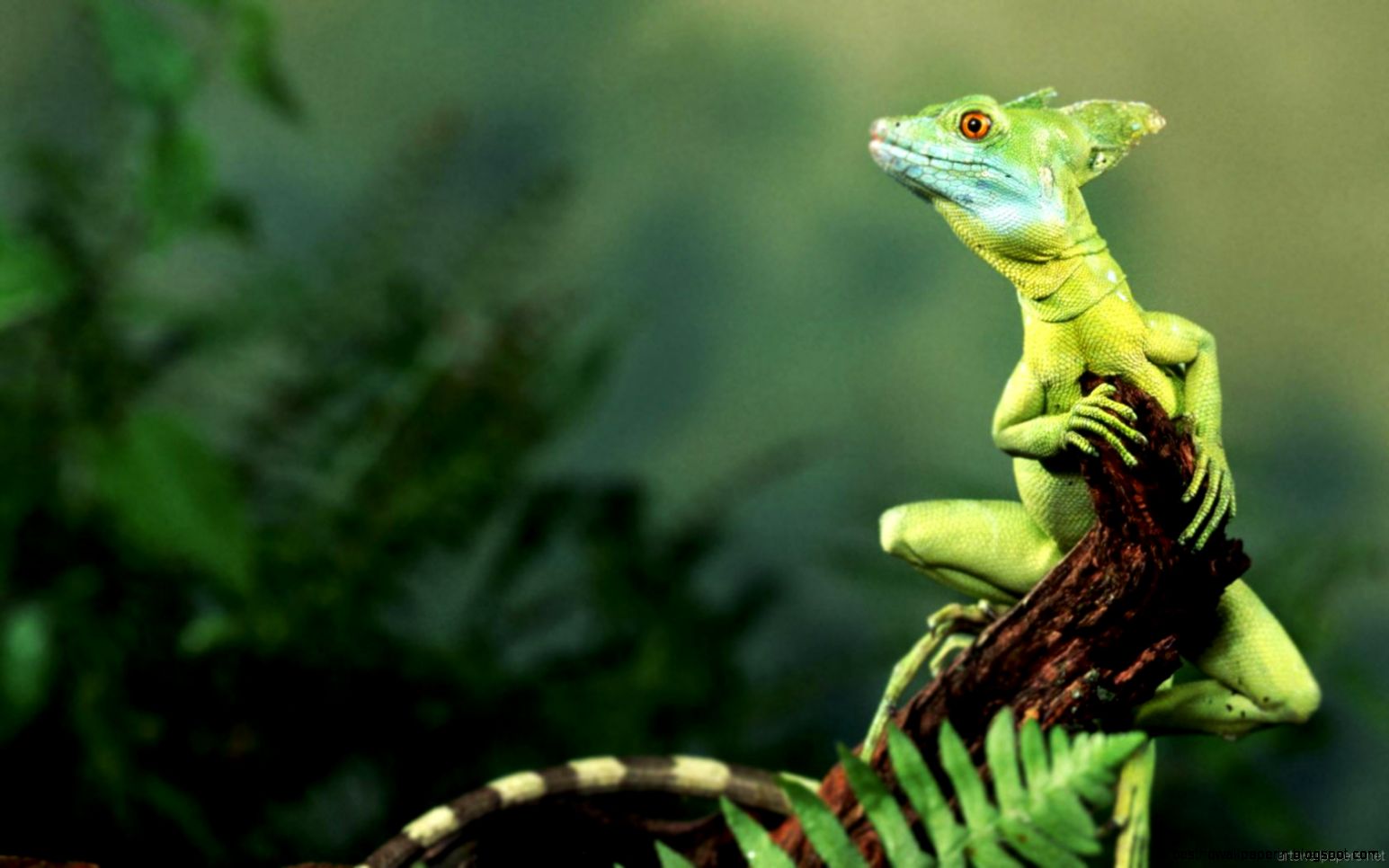 Full Hd Wallpapers Widescreen   All Wallpapers New