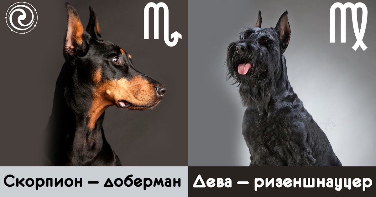 Породы собак по знаку зодиака. Какая порода собак по знаку зодиака. Собаки подходящие по гороскопу. Породистые собаки по знаку зодиаку.