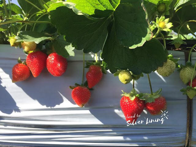 親親果園採草莓