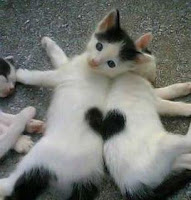 Two white cats lying back to back with heart shape on their fur