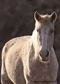 Spring Creek Mustangs<br>Wild Horses Blog