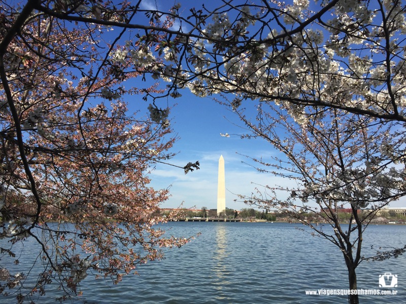 Primavera em Washington DC e o espetáculo das cerejeiras Viagens que