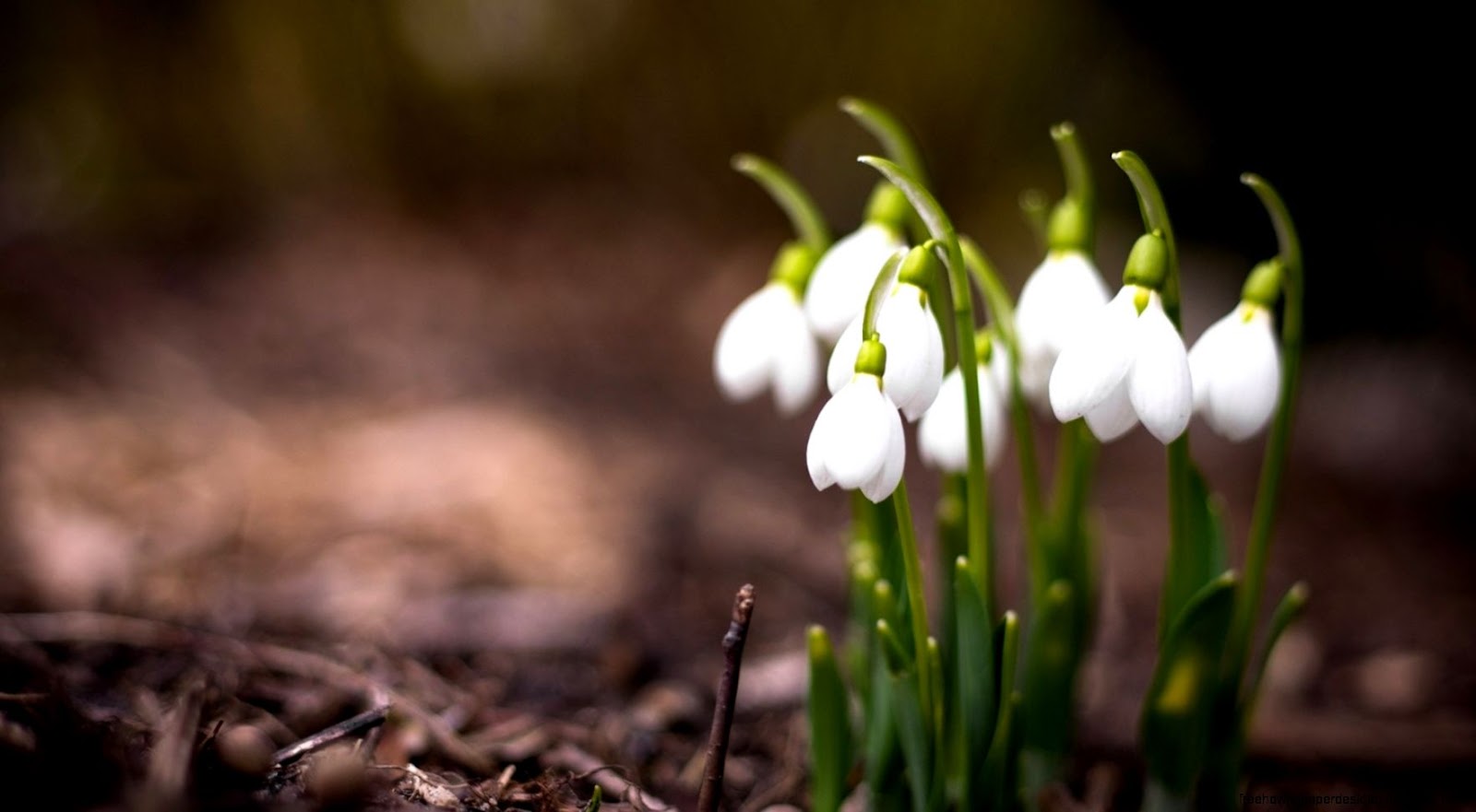 清新唯美花卉微距摄影高清壁纸桌面壁纸下载四季