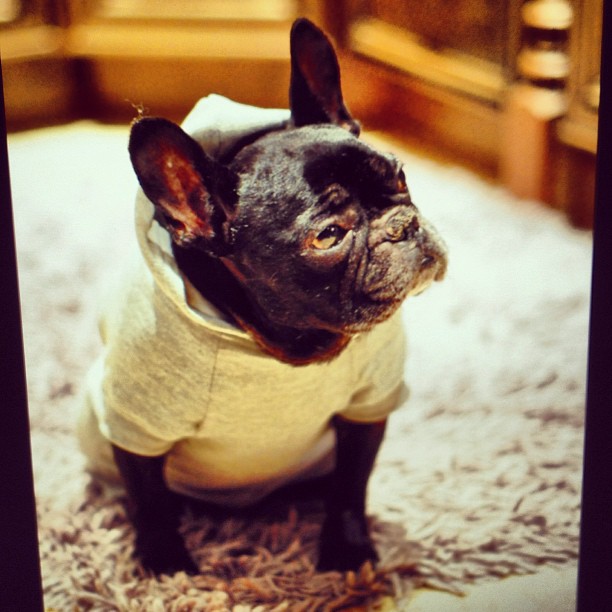 cute frenchie in clothes, french bulldog