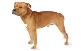 Anjing Ras Staffordshire Bull Terrier