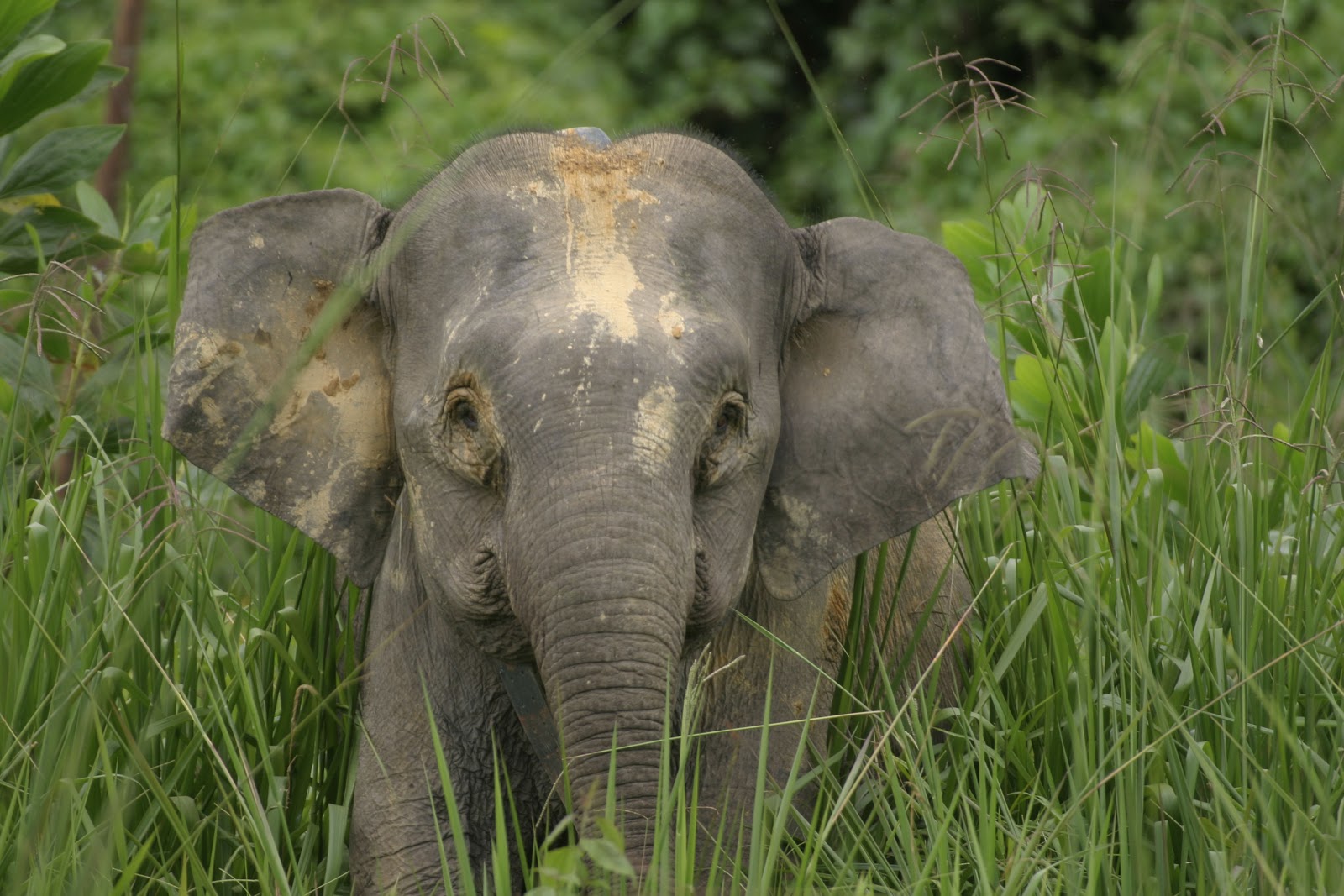 Pygmy elephants’ death due to ‘toxic poisoning’ SWD Green Sabah