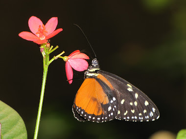 Orange and Black Butterfly on Flower