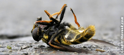 Mass Bee Die-Offs Threaten U.S. Crops
