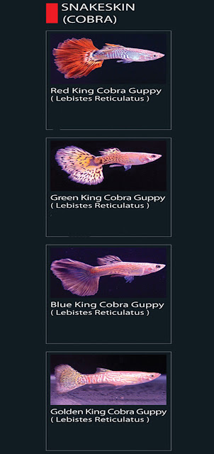 29. Red King Cobra Guppy Nama latin Lebistes Reticulatus  30. Green King Cobra Guppy  Nama latin Lebistes Reticulatus  31. Blue King Cobra Guppy Nama latin Lebistes Reticulatus  32. Golden King Cobra Guppy Nama latin Lebistes Reticulata Reticulatus