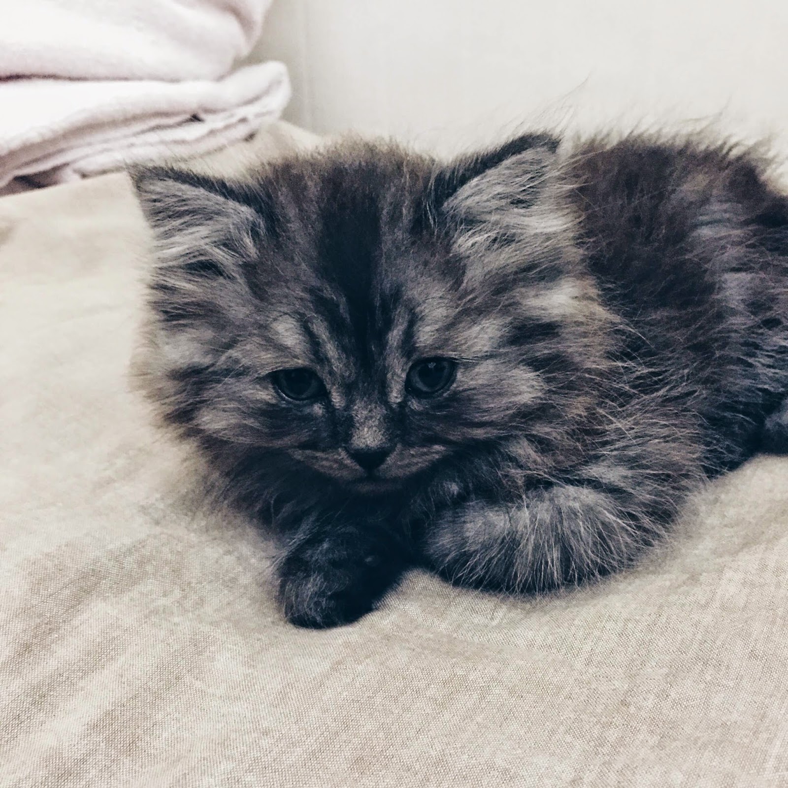 Smokey The Cat Of Dubai AlGhurairRayhaanandArjaanRotana