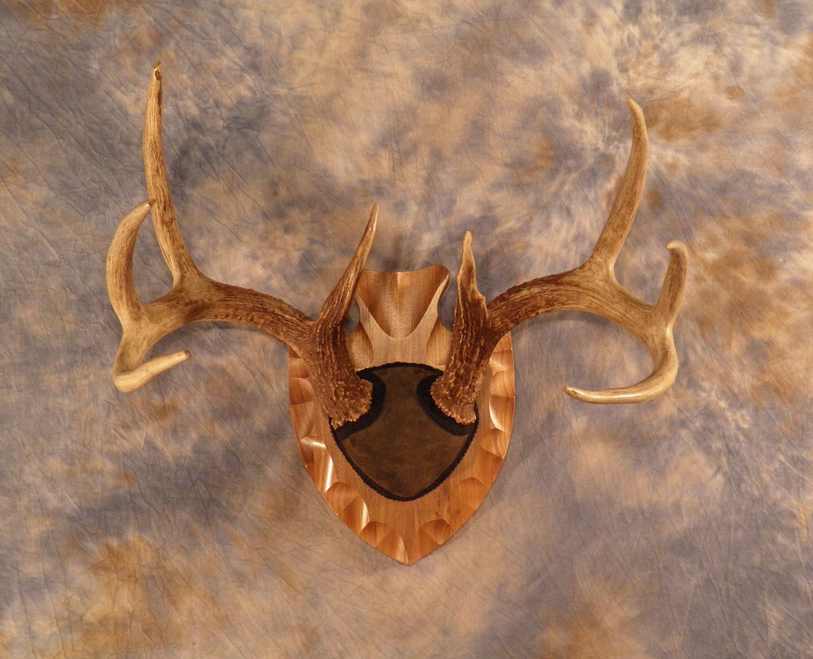 Upper Bay Taxidermy Mobile Gallery European Skulls, Antler Mounts, and