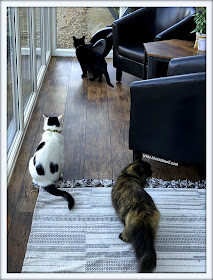 Sunday Selfies with Smooch, Parsley and Pandora @BionicBasil™ BBHQ 23-2-19