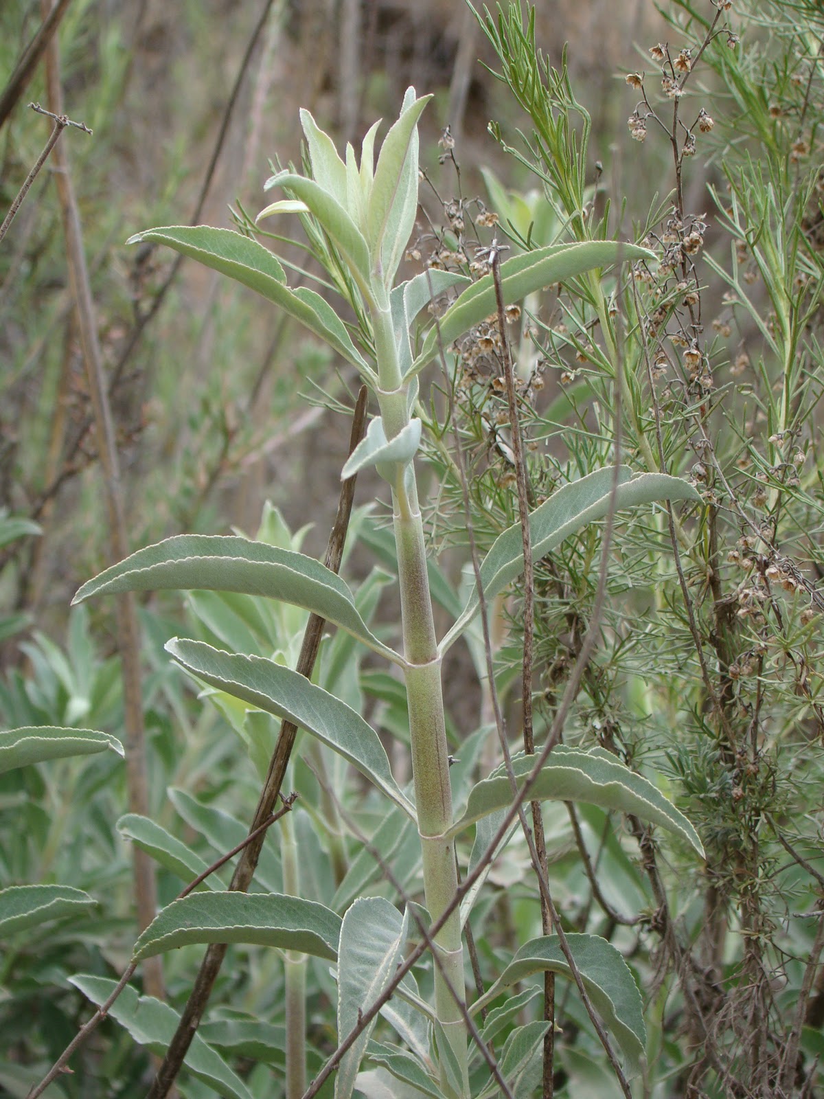 Leaves of Plants White Sage
