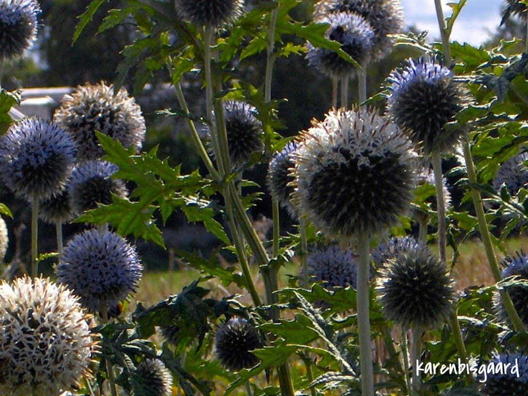 Karen`s Nature Photography Group of Globe Thistles.