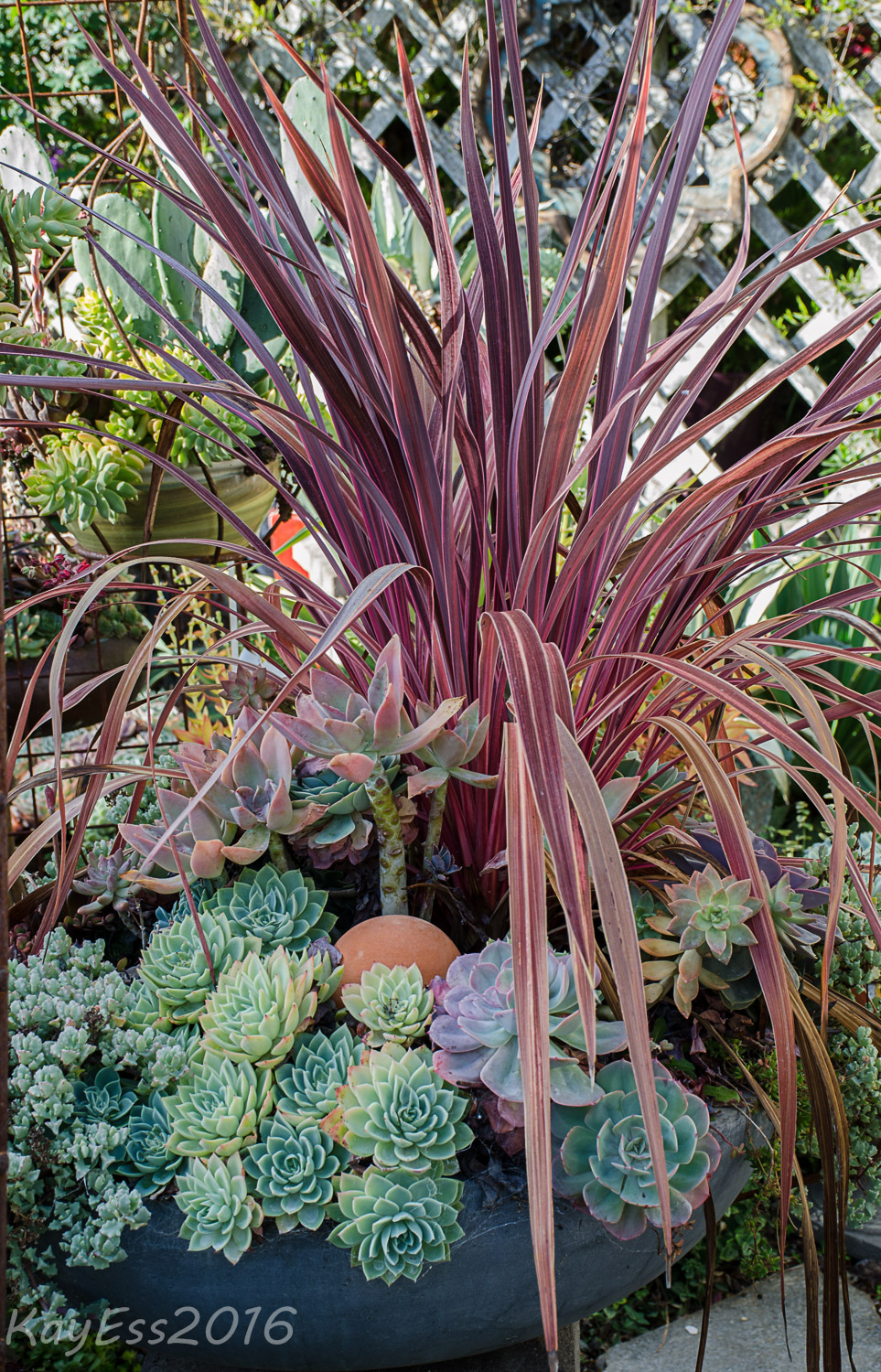 Delectable Succulent Containers at Sonoma Mission Gardens Nursery