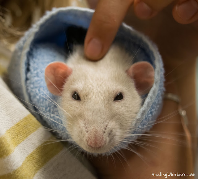 Oliver the therapy rat