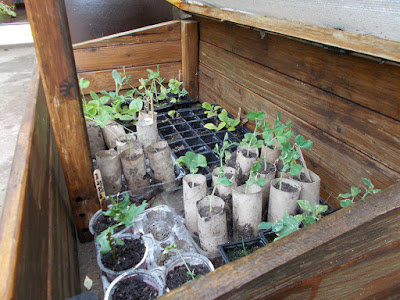 Cold frame full of seedlings Hardening off The 80 Minute Allotment Green Fingered Blog