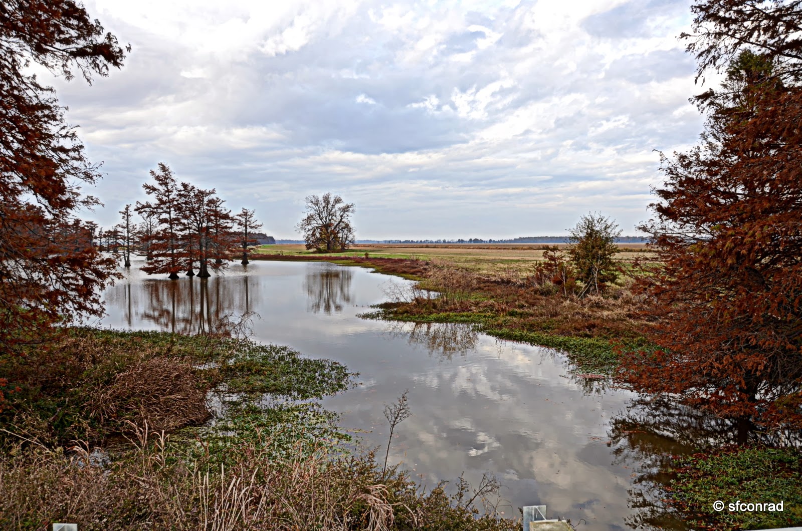 PUPPY PATHS RVing FullTime Indian Bayou, Heathman Plantation