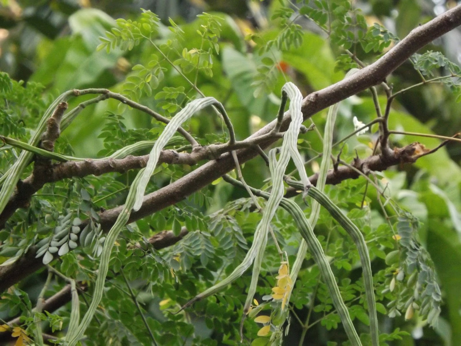 Shojna, Drumstick tree, moringa oleifera