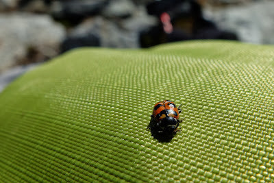 Stopping for Lunch Near the Peak of Carne Mountain We Hit a Patch of Ladybugs!