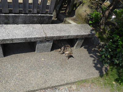 京都御苑・池の弁天 厳島神社　猫