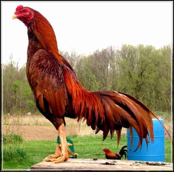 7 Ciri-Ciri Ayam bangkok Juara Untuk Kontes Aduan Ayam