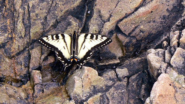 Butterfly on Rock