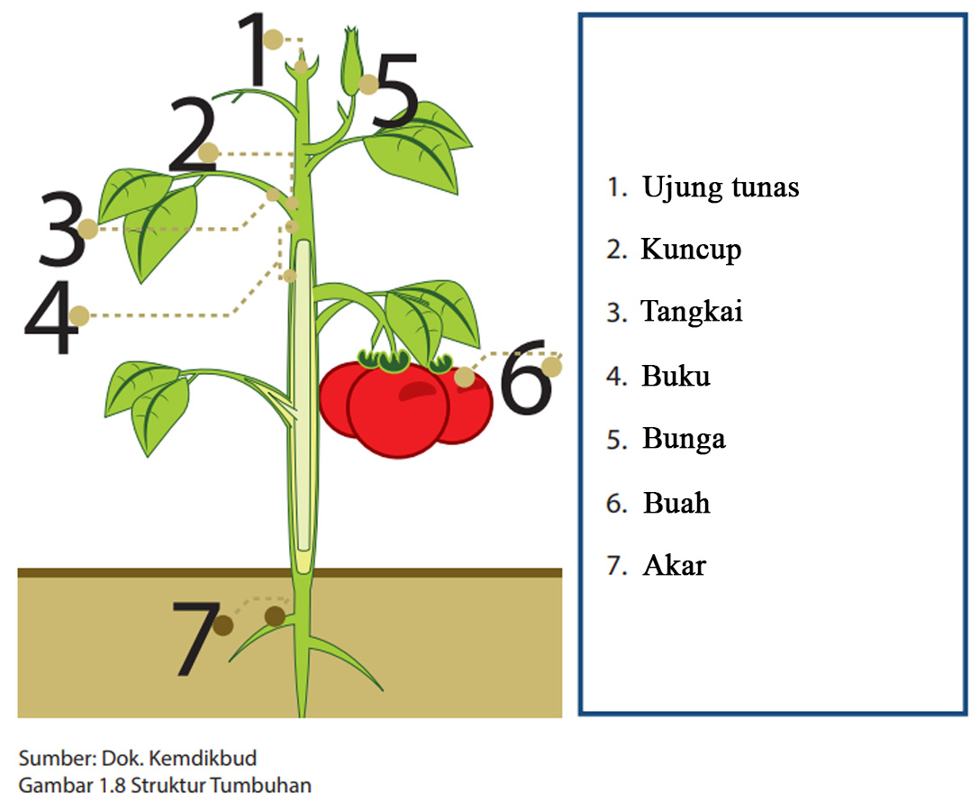 Soal Struktur Dan Fungsi Bagian Tumbuhan Kelas 4