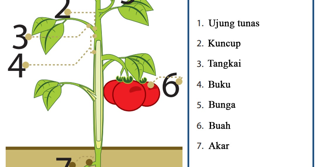 Rpp Ipa Kelas 4 Sd Tentang Tumbuhan