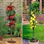 tanaman buah dalam pot, tanaman hias dalam pot, tanaman sayuran dalam pot, tanaman dalam pot, tanaman bunga dalam pot; 