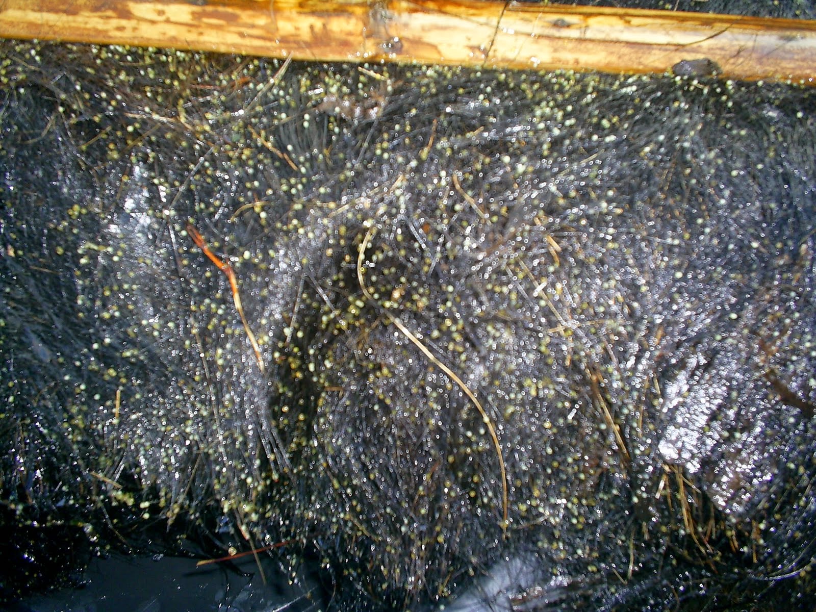 Telur Lele Sangkuriang (Clarias gariepinus var) Telur Lele Sangkuriang (Clarias gariepinus var)
