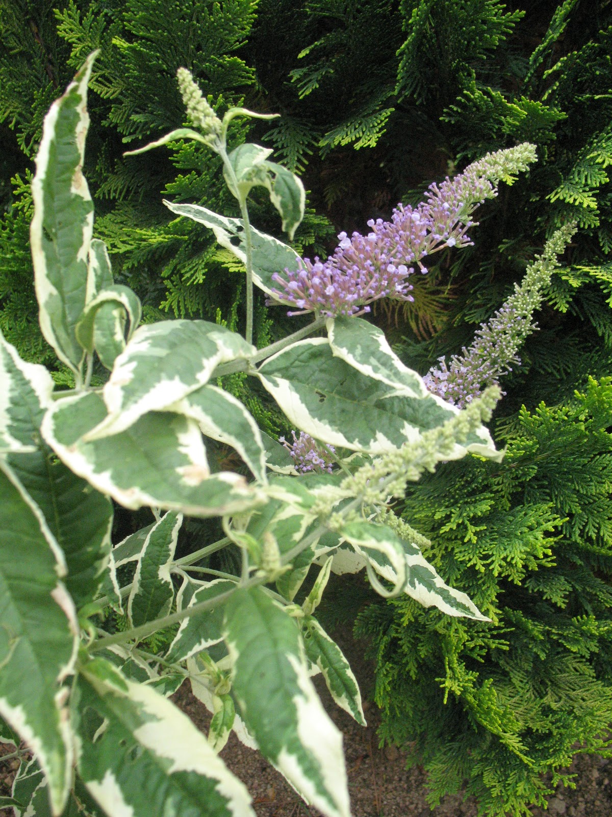 Roses Du Jardin Cheneland Buddleia Florence