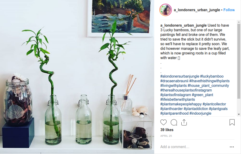 Planta de agua Bambu de la suerte en agua