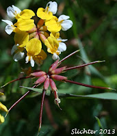 Cluster of small yellow and white flowers, next to cluster of narrow elongated seed pods.
