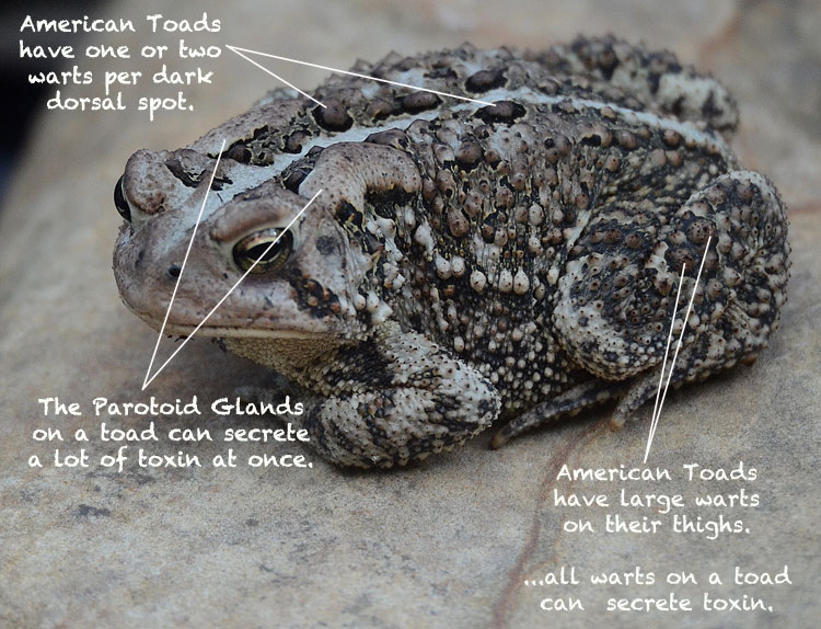 Red and the Peanut An American Toad visits the pond...