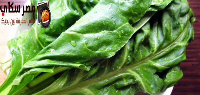 طرق تجفيف وحفظ 10 أنواع من الخضروات Drying vegetables