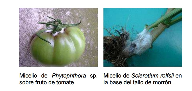 hongos fitopatogenos