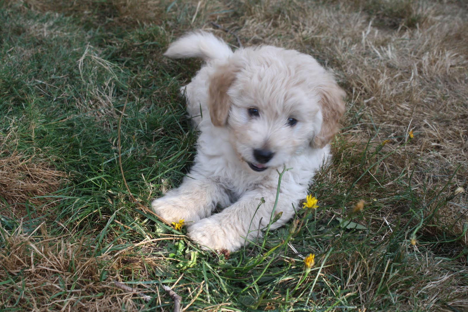 Daisey's Doodles LLC Flb Miniature Goldendoodles at 8 Weeks Old!