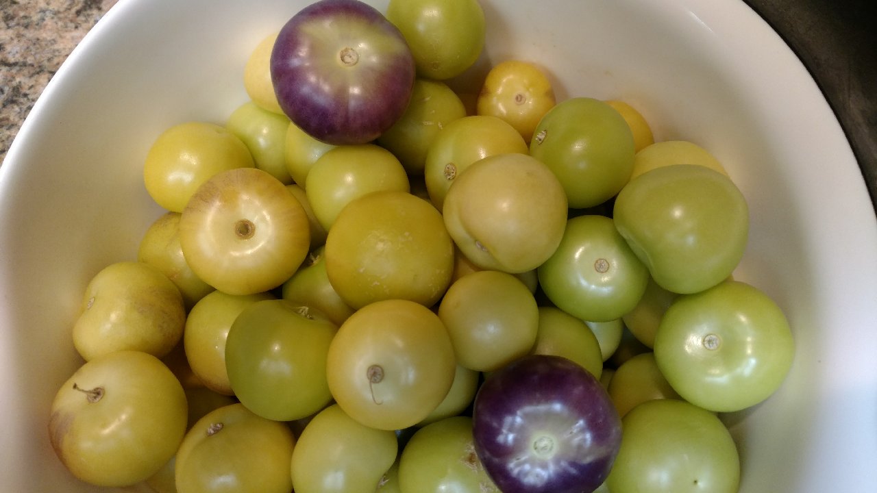 Sacramento Digs Gardening Tomatillos gone wild!