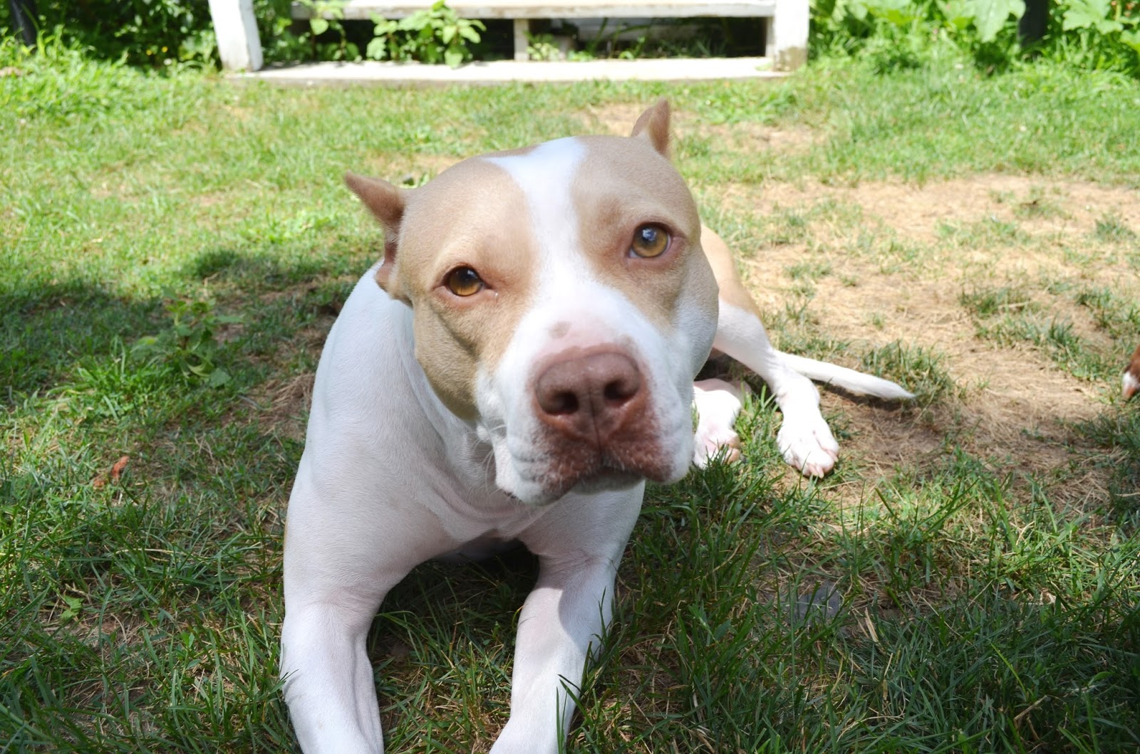 Oh, Corbin WANTED Belly Scratcher