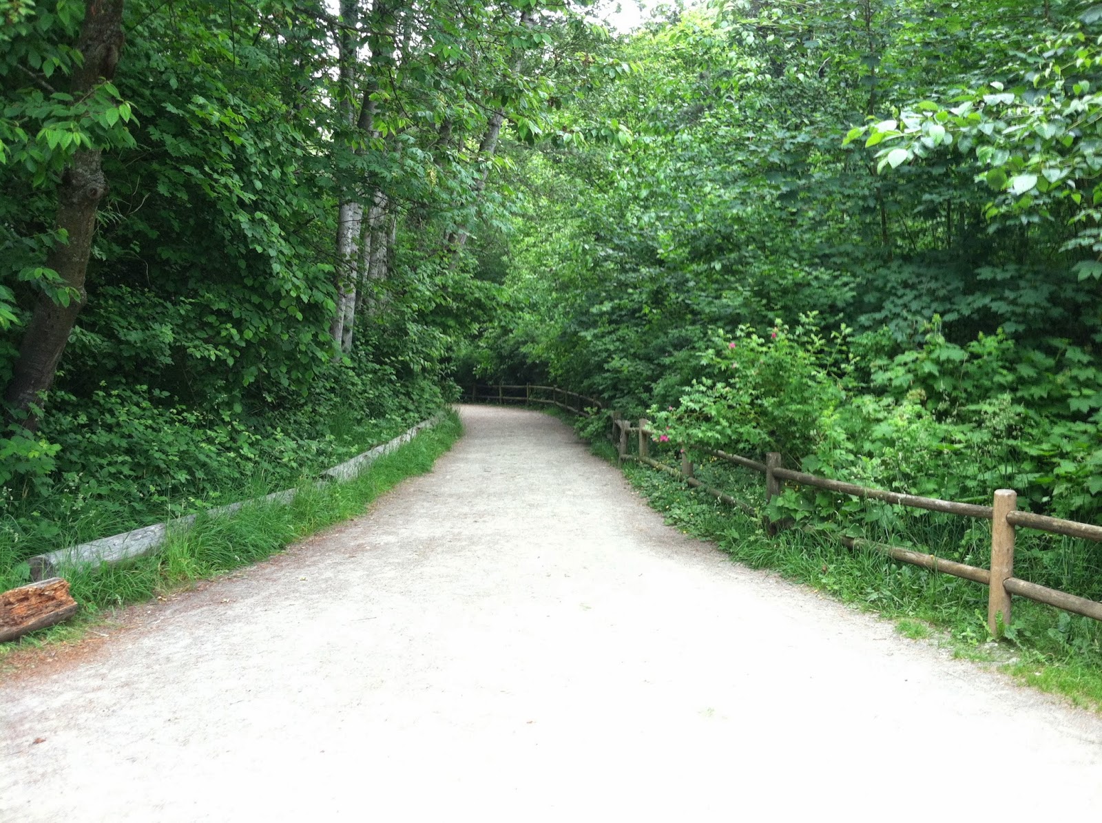 The Daily Nature Ravenna Park Walk Though Ravenna