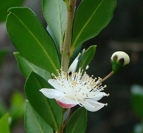 Мирт вариегатный. Лимонный Мирт. Австралийский лимонный Мирт. Backhousia myrtifolia- корица Мирт. Мирт лимонный вар.