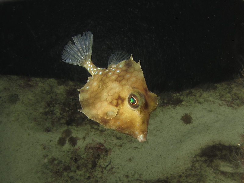 AQUATICHYK TURRETFISH / Tetrosomus concatenatus