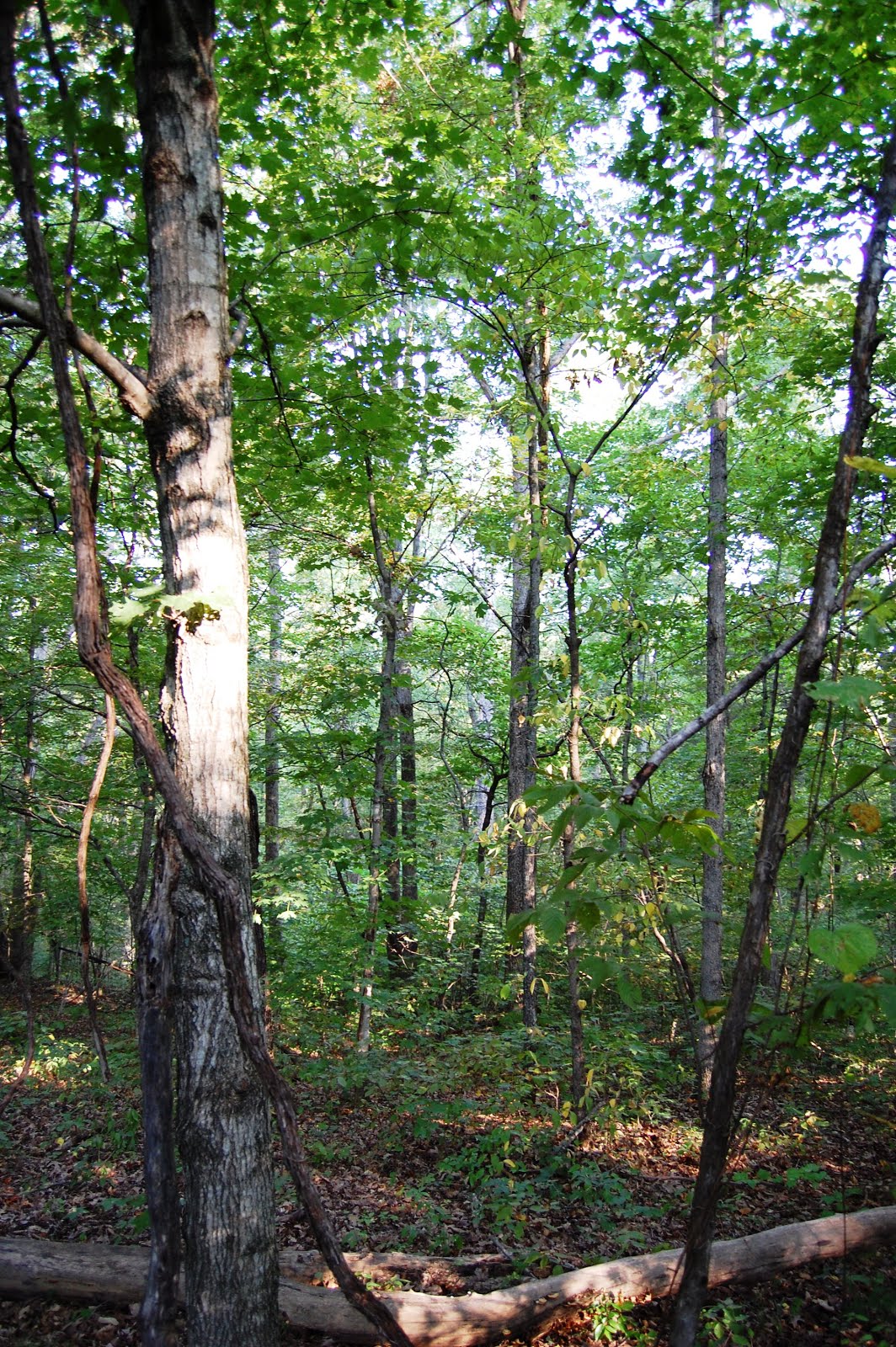 Maple forest on the north slope of our property