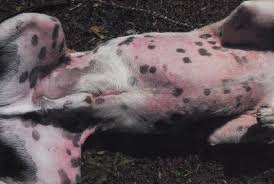 dog allergic to dust mites dog allergic to dust mites