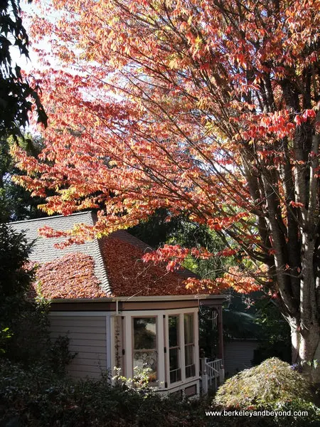 fall colors in Nevada City, California