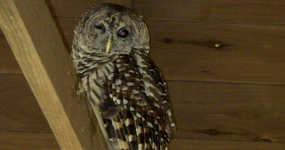 barred owl stuffed animal